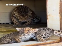 تولد جگوار برای اولین بار در ایران