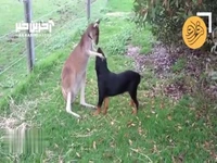 بازی کردن شگفت‌انگیز یک کانگورو با سگ