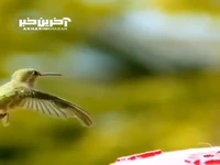 شکار لحظه برخورد مرغ مگس خوار با زنبور