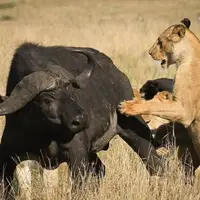درگیری بین دسته گاومیش ها و شیرها
