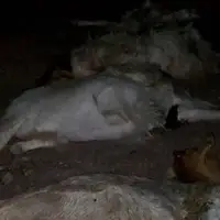 کود اوره ۵۷۰ راس گوسفند را تلف کرد