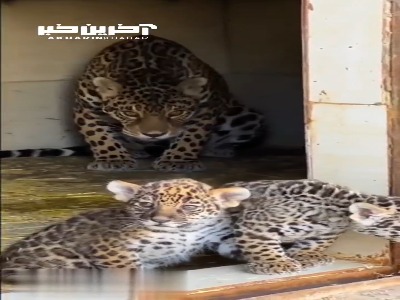 فیلمی دیگر از دو جگوار متولد ایران در کنار مادرشان