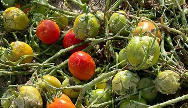 برداشت گوجهفرنگی از ۱۹۸ هکتار در بروجرد