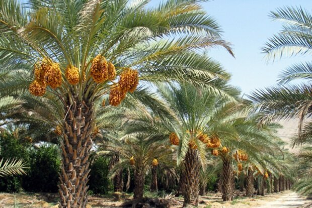 آغاز برداشت خرما از نخلستانهای شهرستان کارون