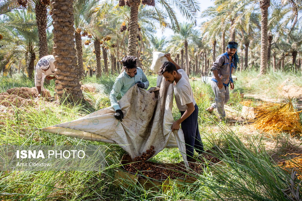 برداشت خرما در شادگان
