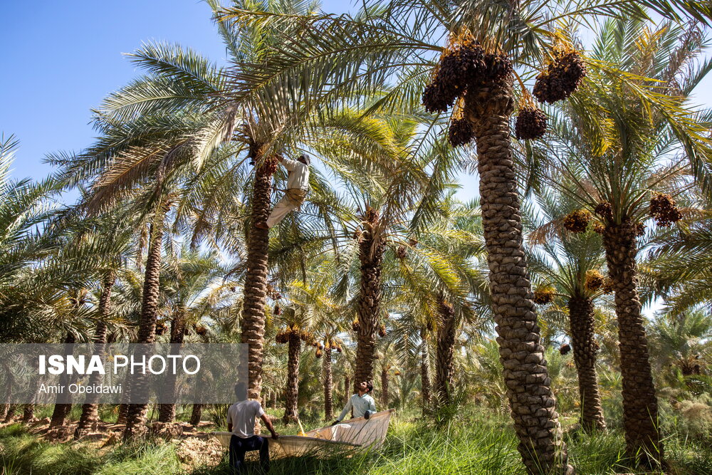 عکس/ برداشت خرما در شادگان