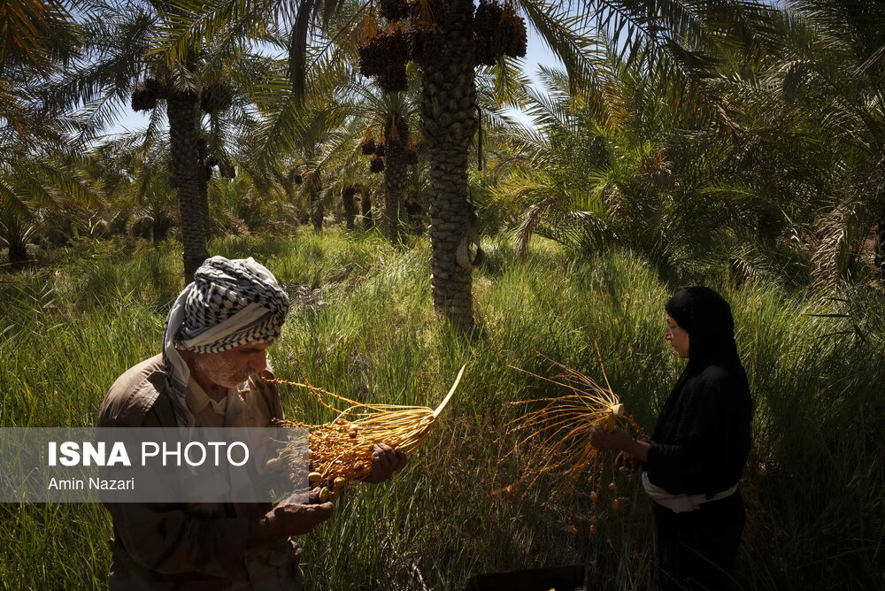 عکس/ برداشت خرما در شادگان