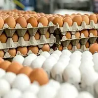 روزانه چند تن تخم‌مرغ در چهارمحال و بختیاری مصرف می‌شود؟