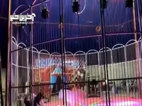 حمله شیر به مربی سیرک در چین