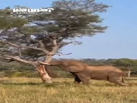 از ریشه در اوردن درخت توسط فیل!