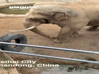 رفتار دوستانه یک فیل با گردشگران