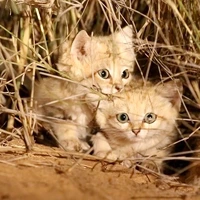 گونه در حال انقراض گربه شنی در طبیعت 