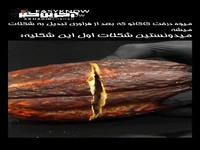 میوه درخت کاکائو رو دیده بودین تاحالا