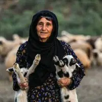 دوقلوزایی ۷۰ درصد گوسفندان عشایر آذربایجان شرقی