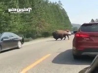 وحشت در جاده