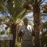 برداشت خرما در شادگان