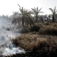 خسارت آتش‌سوزی به ۲۵۰ نفر نخل بارور در سراوان