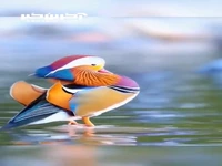 اردک ماندارین یکی از زیباترین گونه های اردک