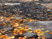 یک خلوت پاییزی