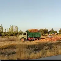 قصه پرغصه تلنبار سیب کنار جاده؛ نتیجه زحمات یک‌ساله کشاورزان ارومیه را ببینید!