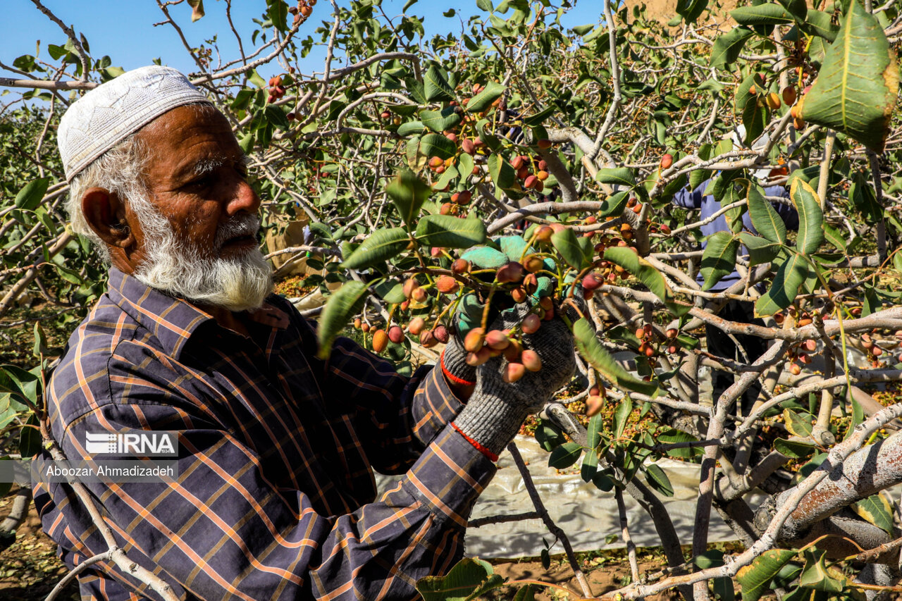 عکس/ برداشت پسته در زنگی آباد