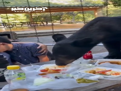 حمله یک گونه خرس سیاه به میز غذای یک خانواده!