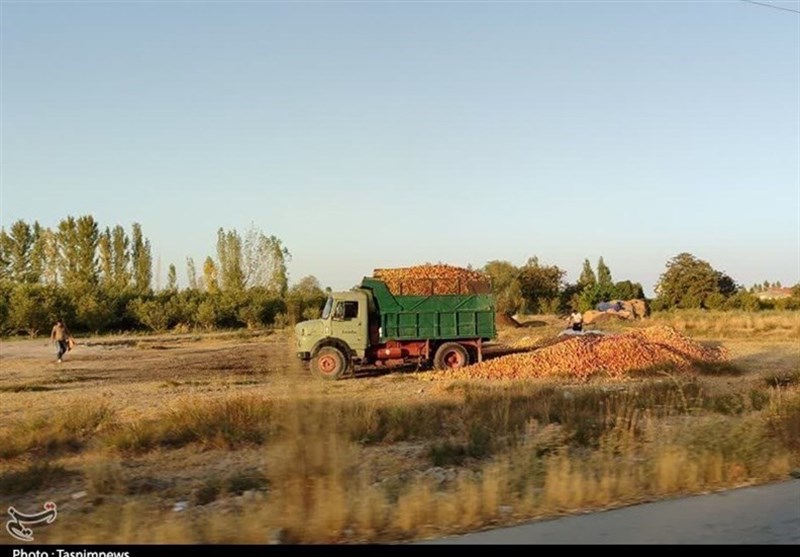 قصه پرغصه تلنبار سیب کنار جاده؛ نتیجه زحمات یک‌ساله کشاورزان ارومیه را ببینید!