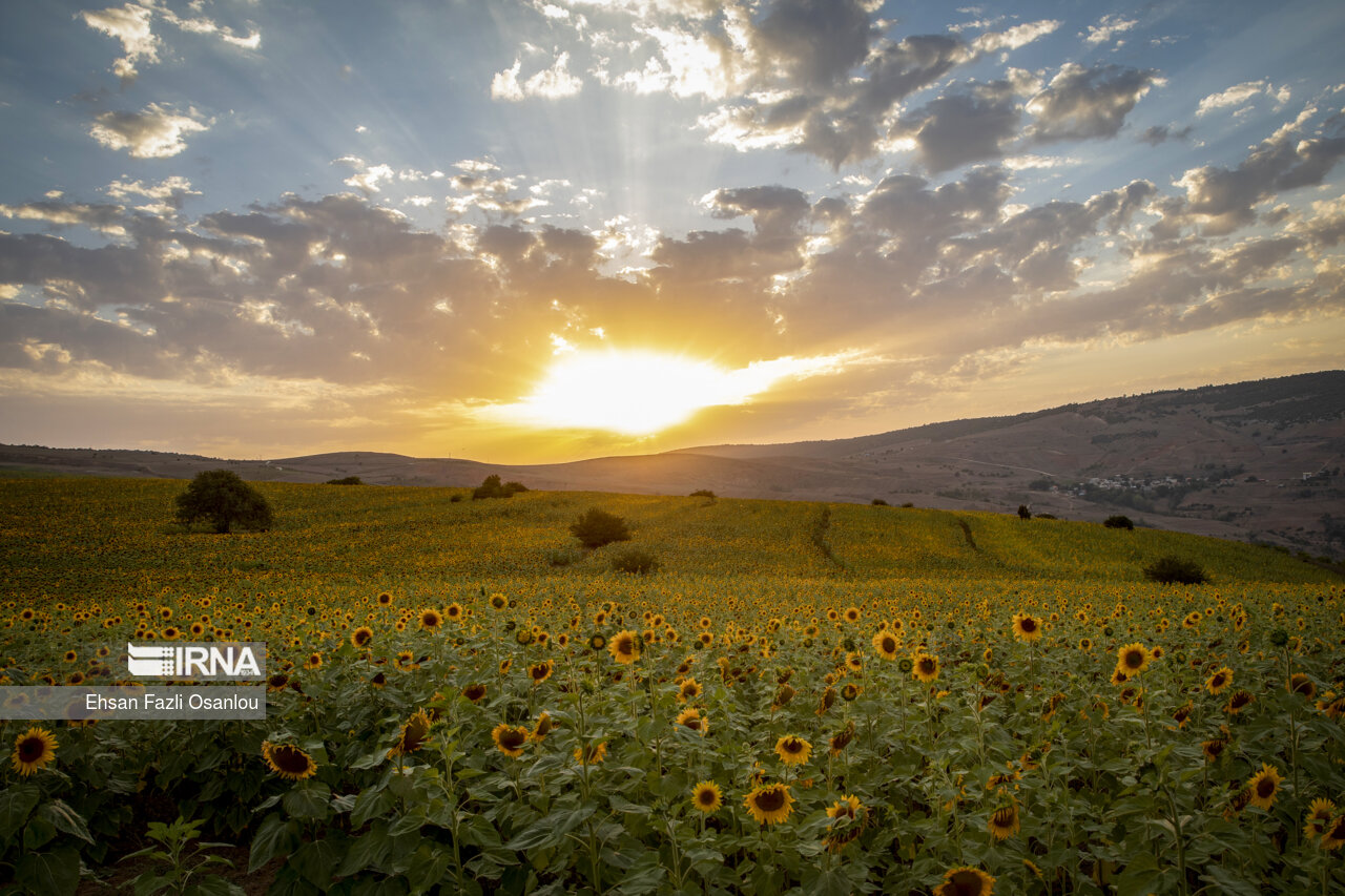 آغاز طرح جهش تولید در دیمزارهای استان بوشهر