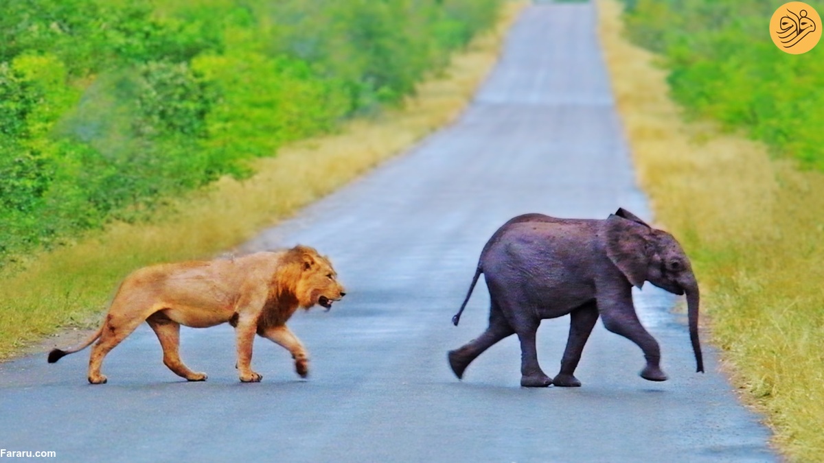 اتفاق نادر در حیات وحش؛ شیرها به دنبال شکار فیل کوچولو