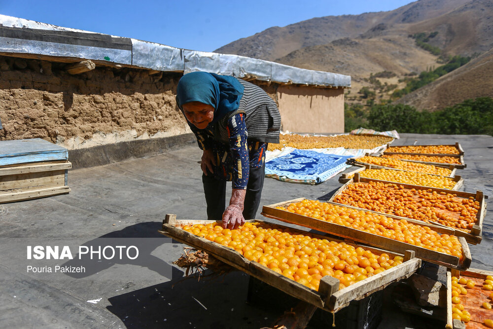 عکس/ برداشت آلو در روستای «حیدره قاضی خان» همدان