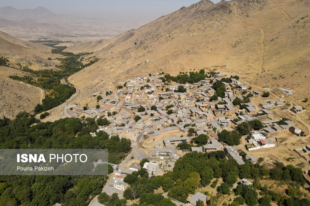 عکس/ برداشت آلو در روستای «حیدره قاضی خان» همدان