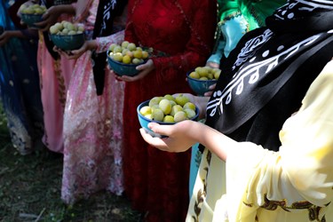 جشنواره برداشت آلو در روستای حیدره قاضی‌خانی همدان