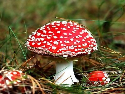 برای یه قارچ هیچ محدودیتی وجود نداره!