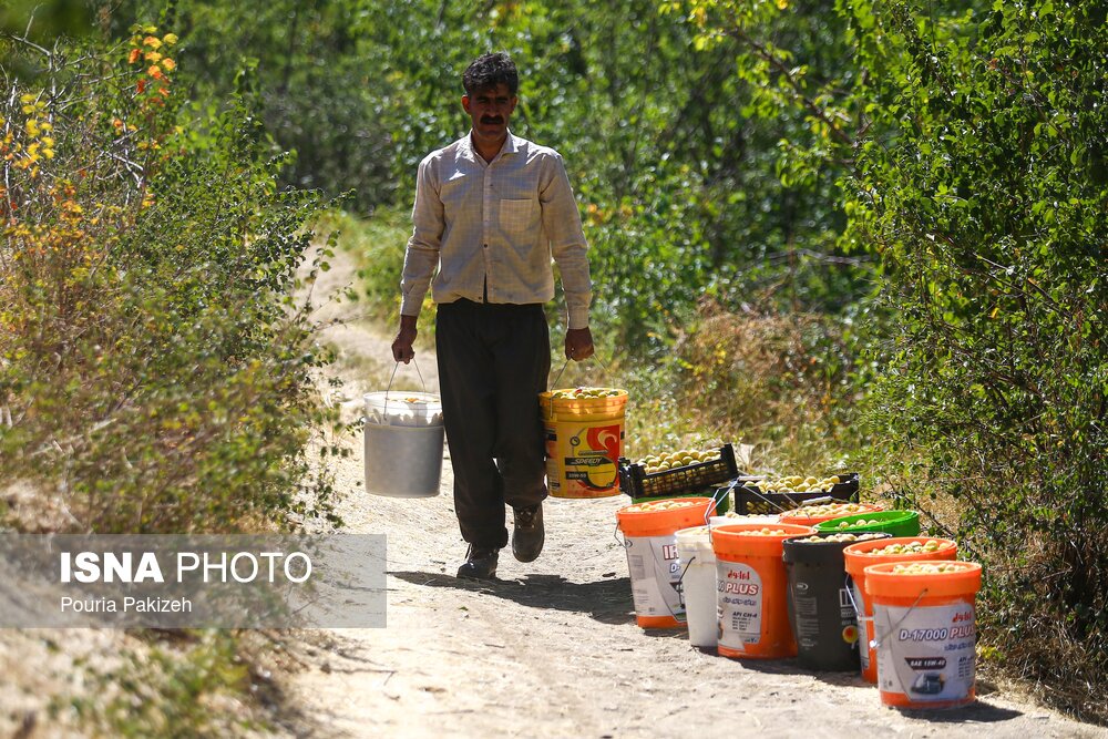 عکس/ برداشت آلو در روستای «حیدره قاضی خان» همدان