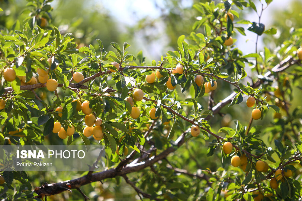 عکس/ برداشت آلو در روستای «حیدره قاضی خان» همدان