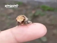 این حشره عجیب الخلقه یک نوع پروانه است!