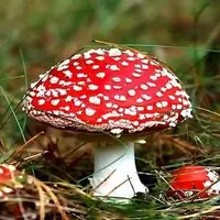 برای یه قارچ هیچ محدودیتی وجود نداره!
