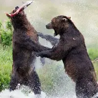 درگیری دو خرس در آلاسکا
