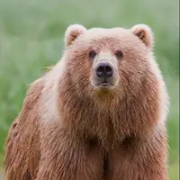 تصاویری از حال خوب گونه ارزشمند خرس قهوه‌ای