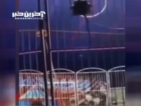 شیری در سیرک به مربی خود حمله کرد!