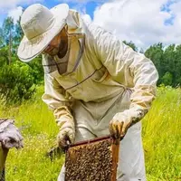 تولید سالانه بیش از 9 هزار تُن عسل در استان اردبیل