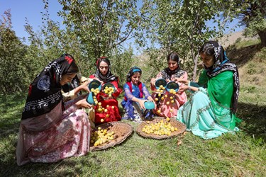 جشنواره برداشت آلو در روستای حیدره قاضی‌خانی همدان