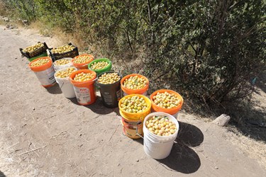 جشنواره برداشت آلو در روستای حیدره قاضی‌خانی همدان