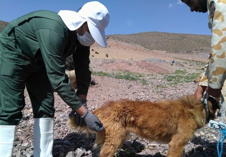 ۹۹ درصد انتقال بیماری هاری در بوشهر مربوط به حیوانات اهلی است