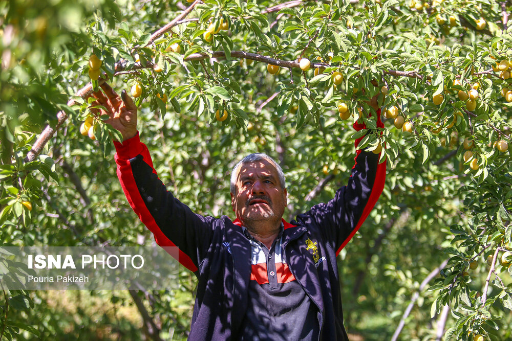 عکس/ برداشت آلو در روستای «حیدره قاضی خان» همدان