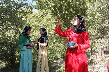 جشنواره برداشت آلو در روستای حیدره قاضی‌خانی همدان