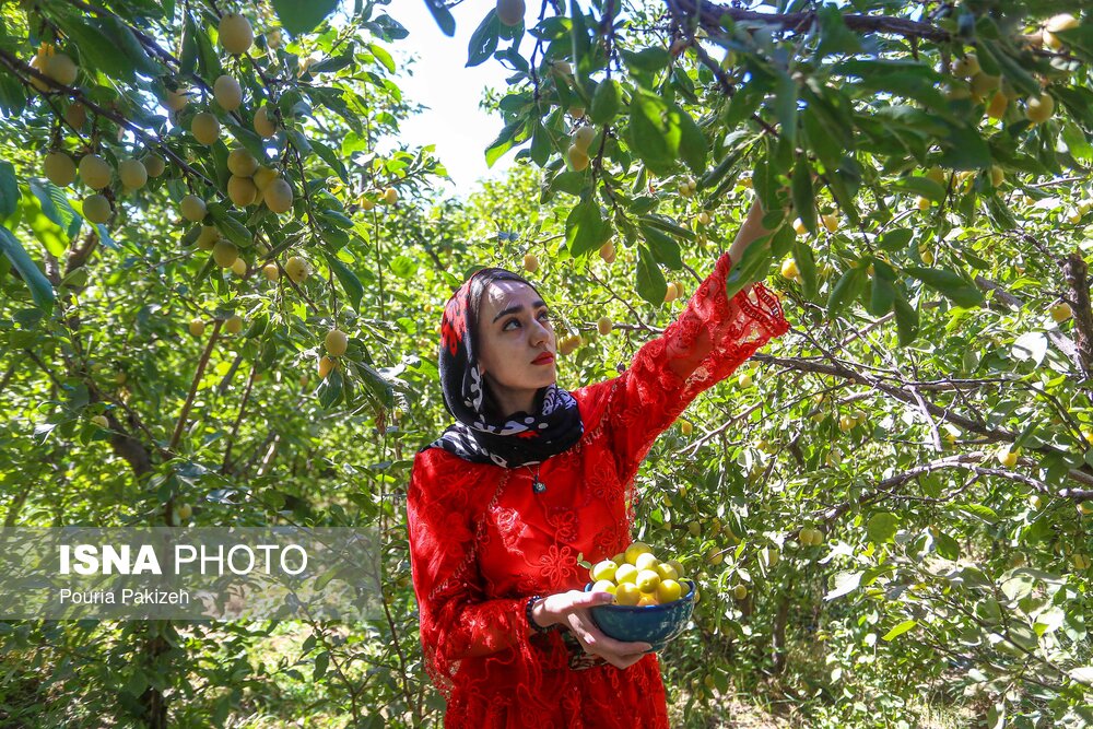 عکس/ برداشت آلو در روستای «حیدره قاضی خان» همدان