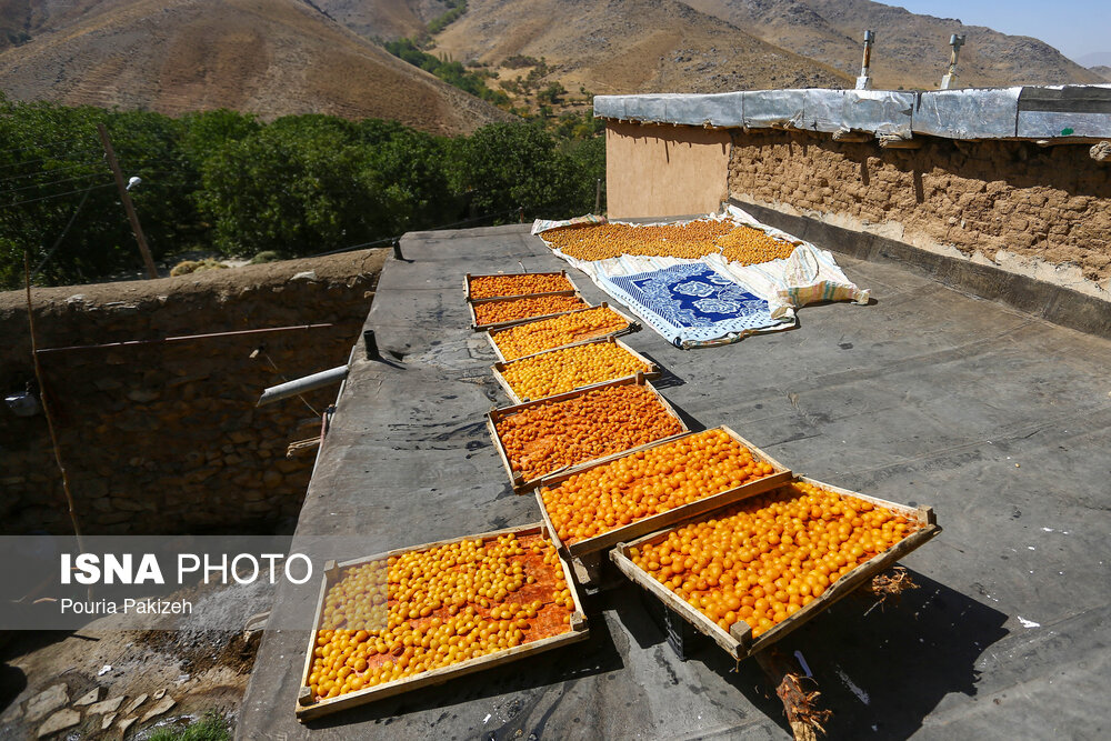 عکس/ برداشت آلو در روستای «حیدره قاضی خان» همدان