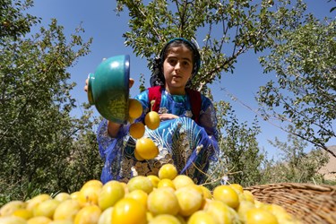 جشنواره برداشت آلو در روستای حیدره قاضی‌خانی همدان