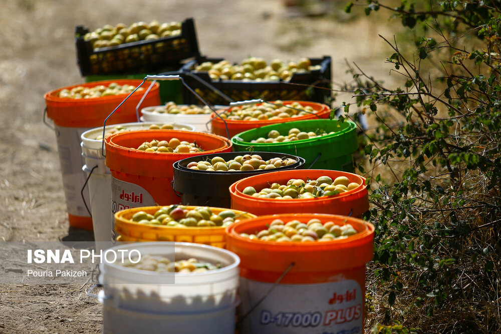 عکس/ برداشت آلو در روستای «حیدره قاضی خان» همدان